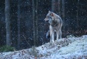 Кировским охотникам вновь предлагают выплаты за волков